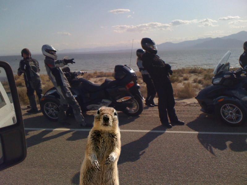 spyderrtsquirrel2.jpg